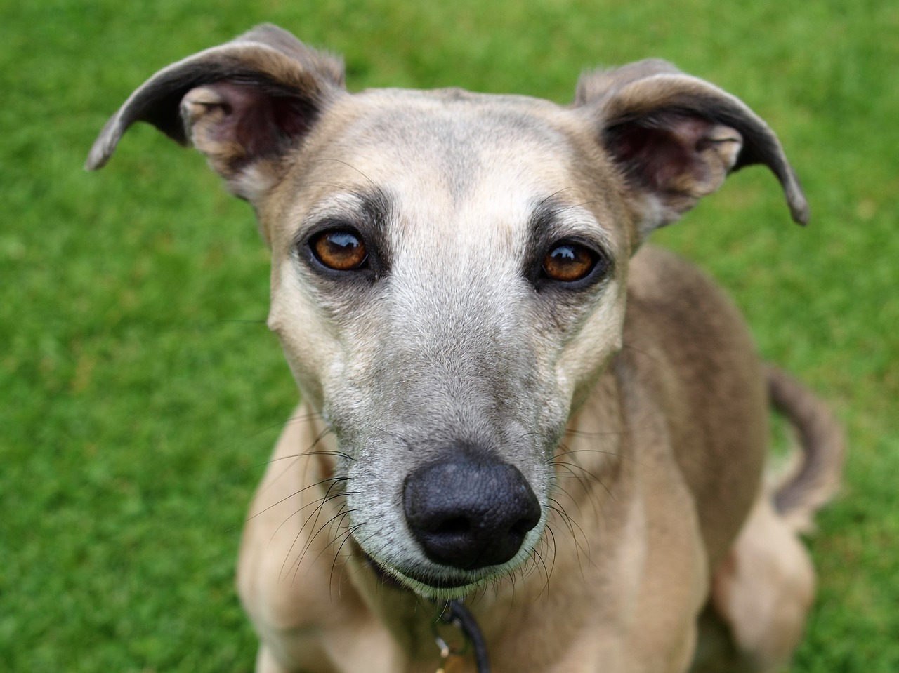 Cornwall Branch of The Retired Greyhound Trust (RGT)