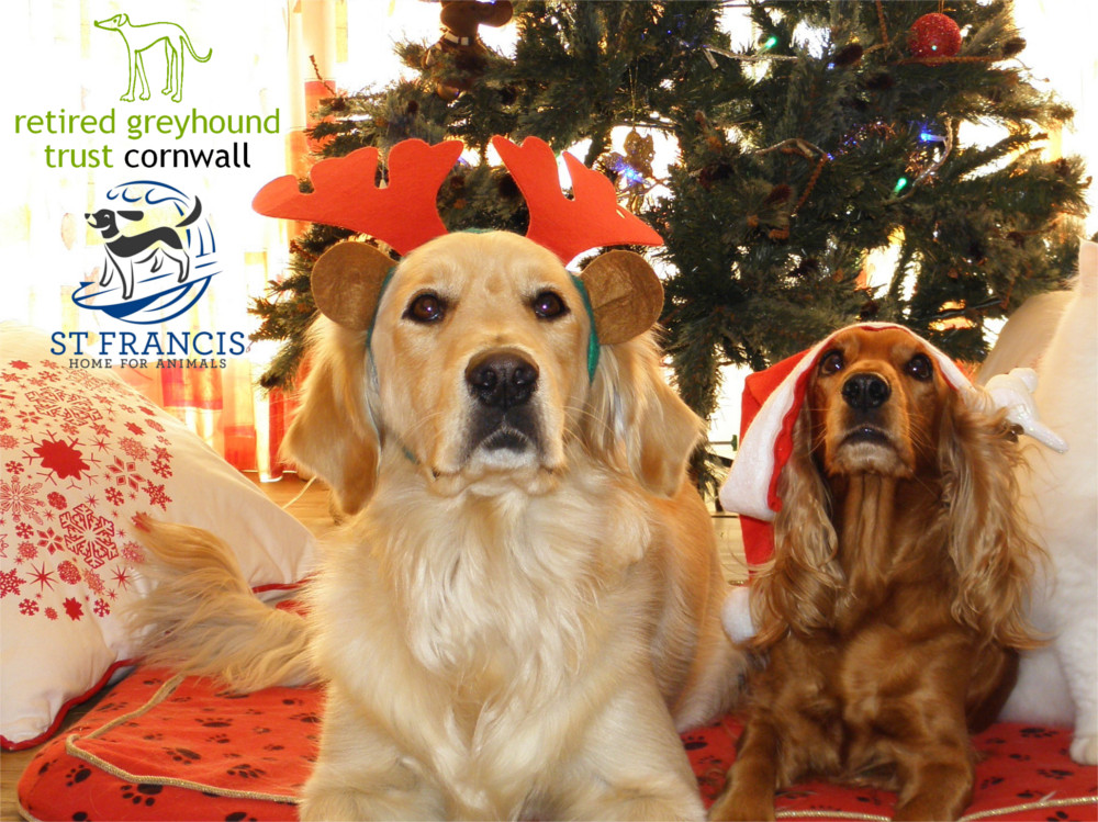 St Francis Retired Greyhounds Christmas Appeal