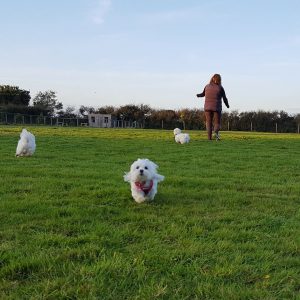 Dog Walking Field Book Online Photo