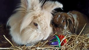 Higherwell Small Pet Hotel Enquire Online
