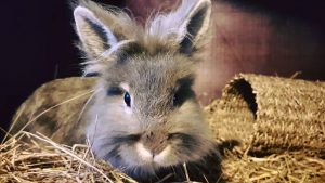 Higherwell Farm Small Pet Hotel Rabbit