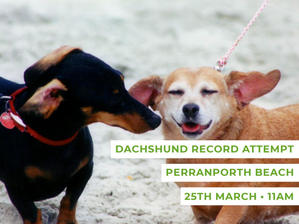 Dachshund Walk Perranporth Beach