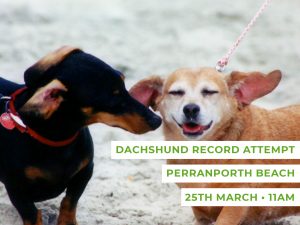 Dachshund Walk Perranporth Beach