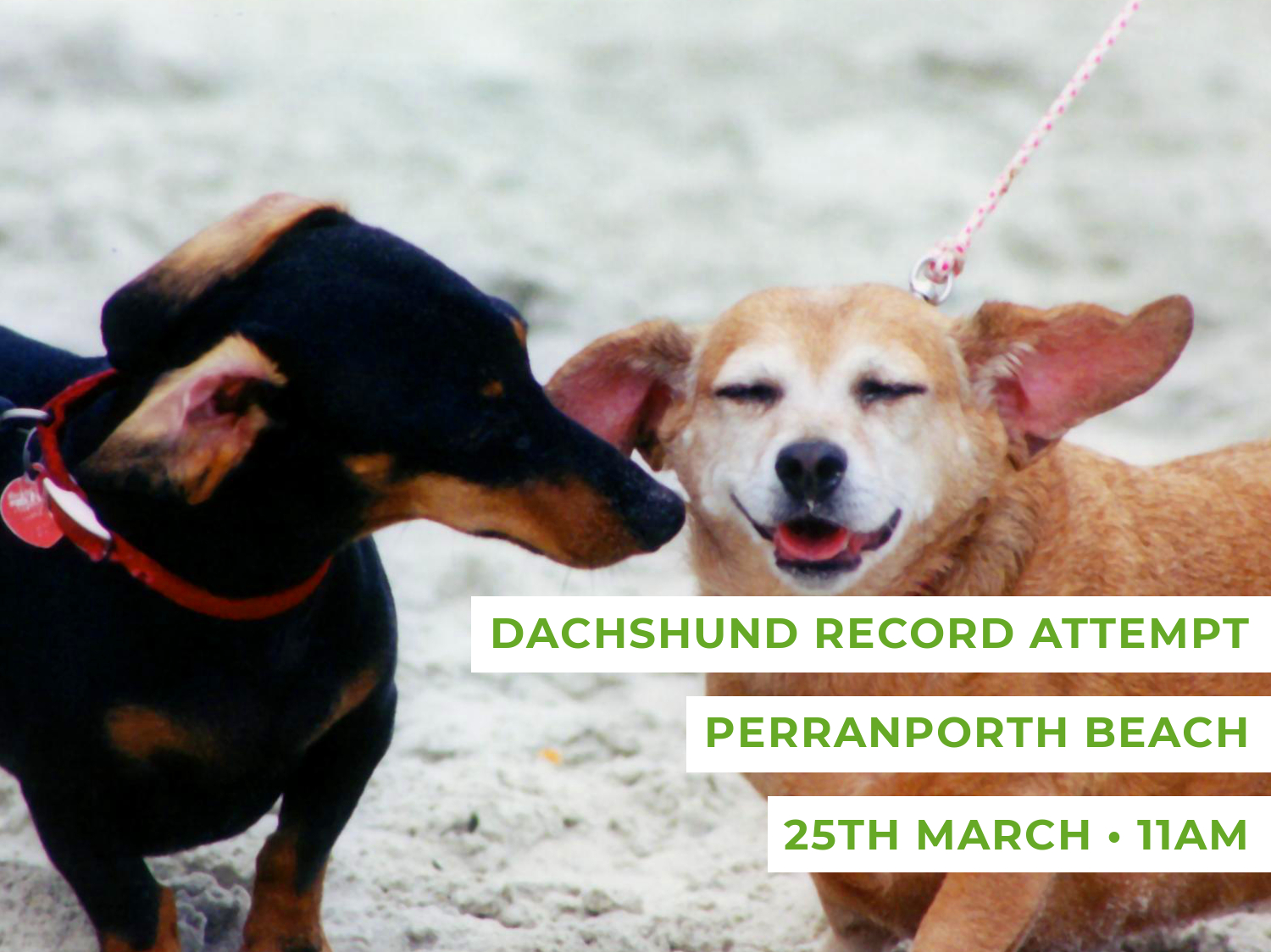Dachshund Walk Perranporth Beach