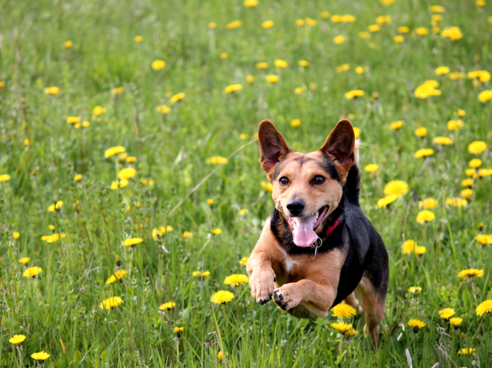 How to improve dog recall training by higherwell farm dog walking field in newquay cornwall