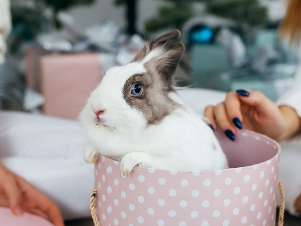Guide to Owning A Pet Rabbit