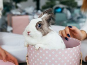 Guide to Owning A Pet Rabbit